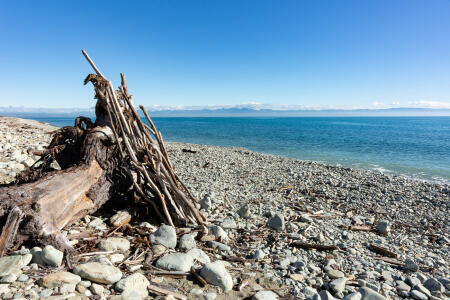 Boulder Bank Driftwood