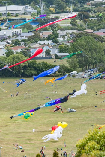 Nelson Kite Festival, web_DSC9775.jpg