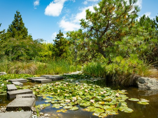 Japanese Miyazu Garden Nelson Lotus Pond , 