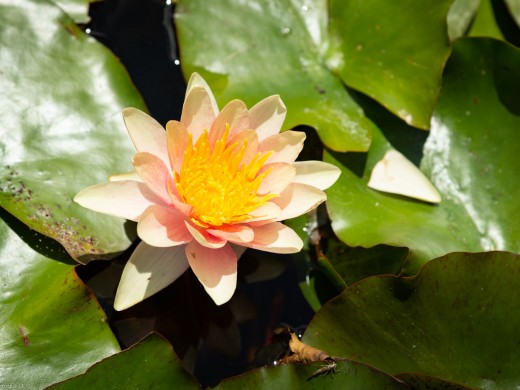 Miyazu Garden Nelson Lotus Flower , 